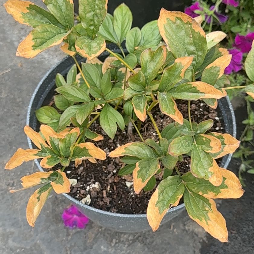 Photo of the plant species Chinese Peony by @ProBalsam21 named Marilyn on Greg, the plant care app