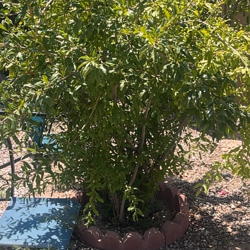 Photo of the plant species Pomegranate by @KinglyBeebalm66 named Homer on Greg, the plant care app