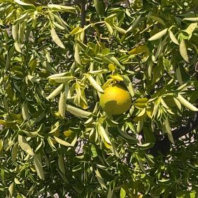 Photo of the plant species Hardy Orange by @KinglyBeebalm66 named Elle on Greg, the plant care app