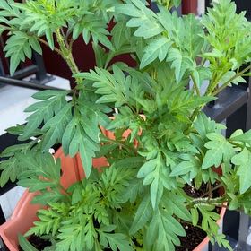 Photo of the plant species Sulphur Cosmos by @FitTagetes39 named Fernie Mercury on Greg, the plant care app