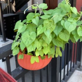 Photo of the plant species Common Morning Glory by @FitTagetes39 named Einstein on Greg, the plant care app