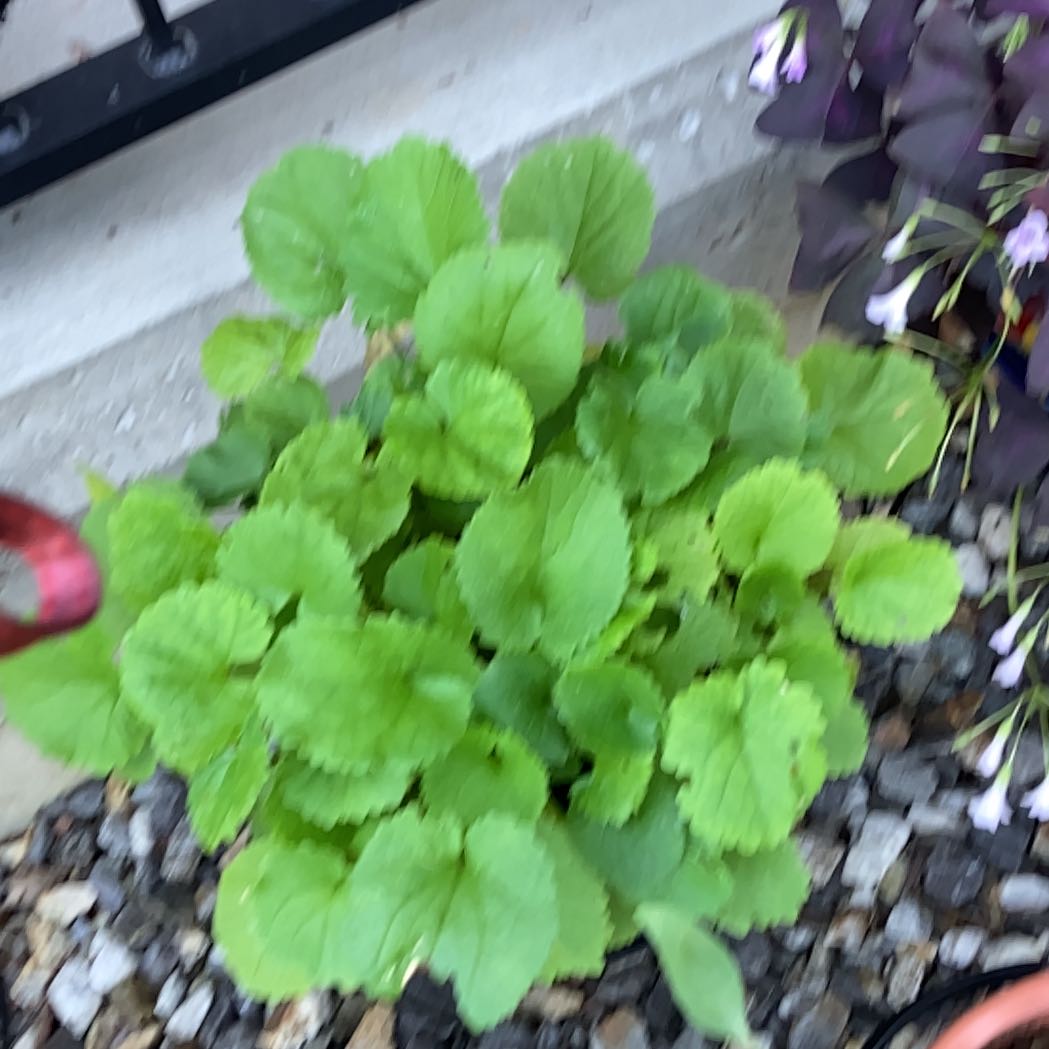 Photo of the plant species English Violet by @FitTagetes39 named Kardashian on Greg, the plant care app
