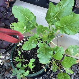 Photo of the plant species Cultivated Radish by @FitTagetes39 named Sahara on Greg, the plant care app