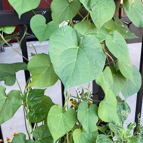Photo of the plant species Common Morning Glory by @FitTagetes39 named Fernie Mac on Greg, the plant care app