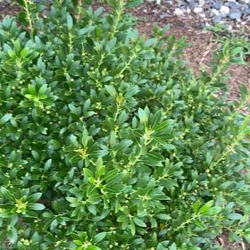 Photo of the plant species Box-Leaved Holly by @FitTagetes39 named Terra on Greg, the plant care app