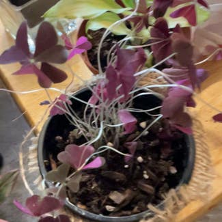 Purple Shamrocks plant in Somewhere on Earth