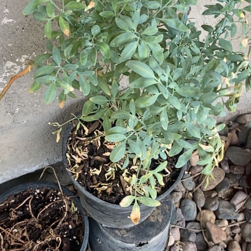 Photo of the plant species Common Rue by @CivilSnowdrop20 named Leaf Erickson on Greg, the plant care app