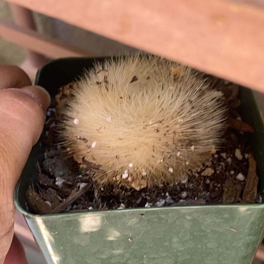 Photo of the plant species Mammillaria densispina by @CivilSnowdrop20 named Bruce Lee on Greg, the plant care app