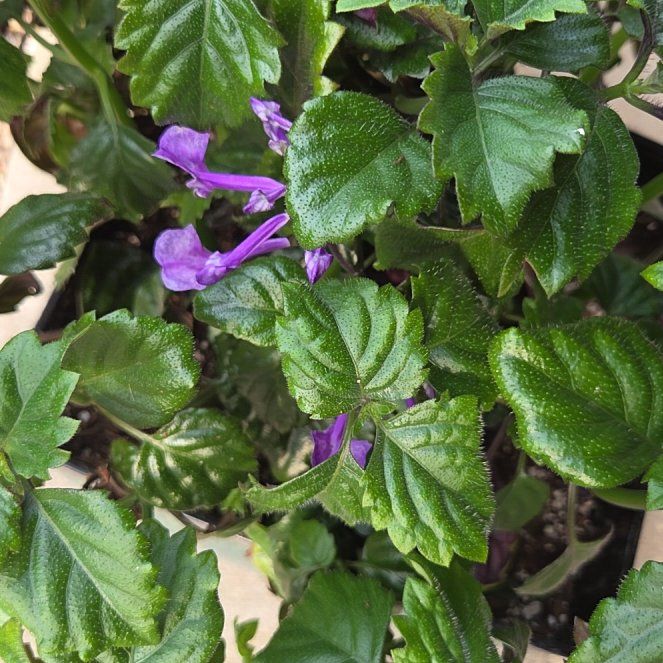 Photo of the plant species Plectranthus ecklonii by @WonderfulApple named Naomi on Greg, the plant care app