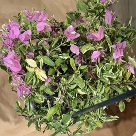 Photo of the plant species Lesser Bougainvillea by @WillGuasca71 named Sigmund on Greg, the plant care app