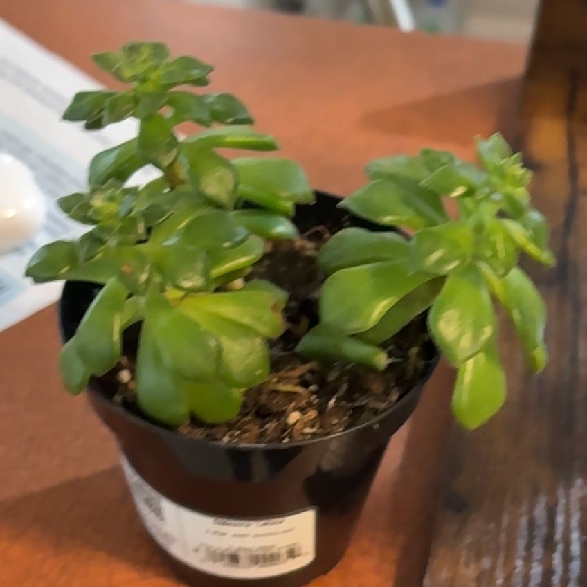 Photo of the plant species Sedeveria 'Letizia' by @FacileChojubai named Curie on Greg, the plant care app