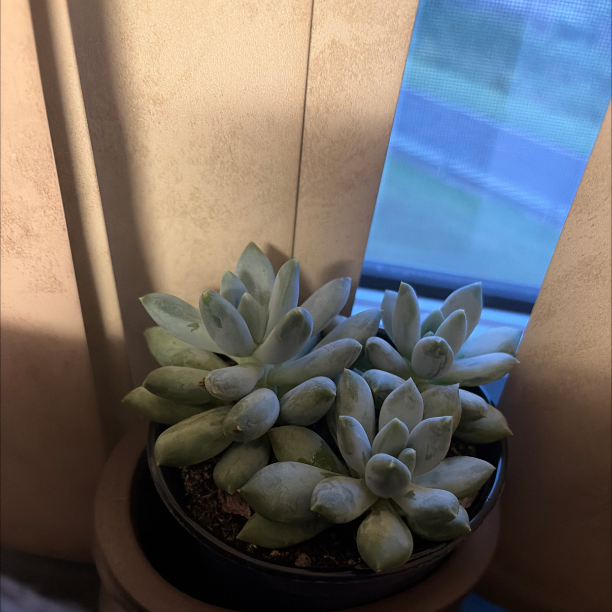 Photo of the plant species Pachyphytum 'Moon Silver' by @RadAllspice86 named Horton on Greg, the plant care app