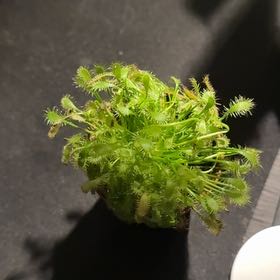 Photo of the plant species Spiky Bog-Moss by @ComicHardhead0 named Bella on Greg, the plant care app