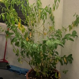 Photo of the plant species Night-Blooming Jessamine by @NaturallyPlain0 named Harmony on Greg, the plant care app