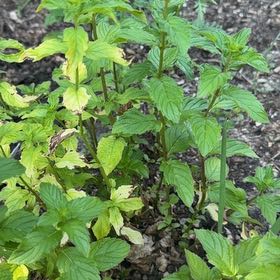 Photo of the plant species Peppermint by @SolidFantasy10 named Tolkien on Greg, the plant care app