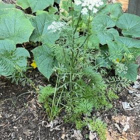 Photo of the plant species Wild Carrot by @SolidFantasy10 named Remington on Greg, the plant care app