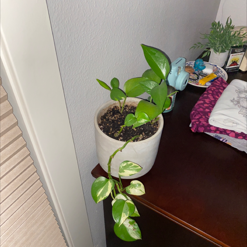 Taro Vine plant photo by @pilar named navajo on Greg, the plant care app.