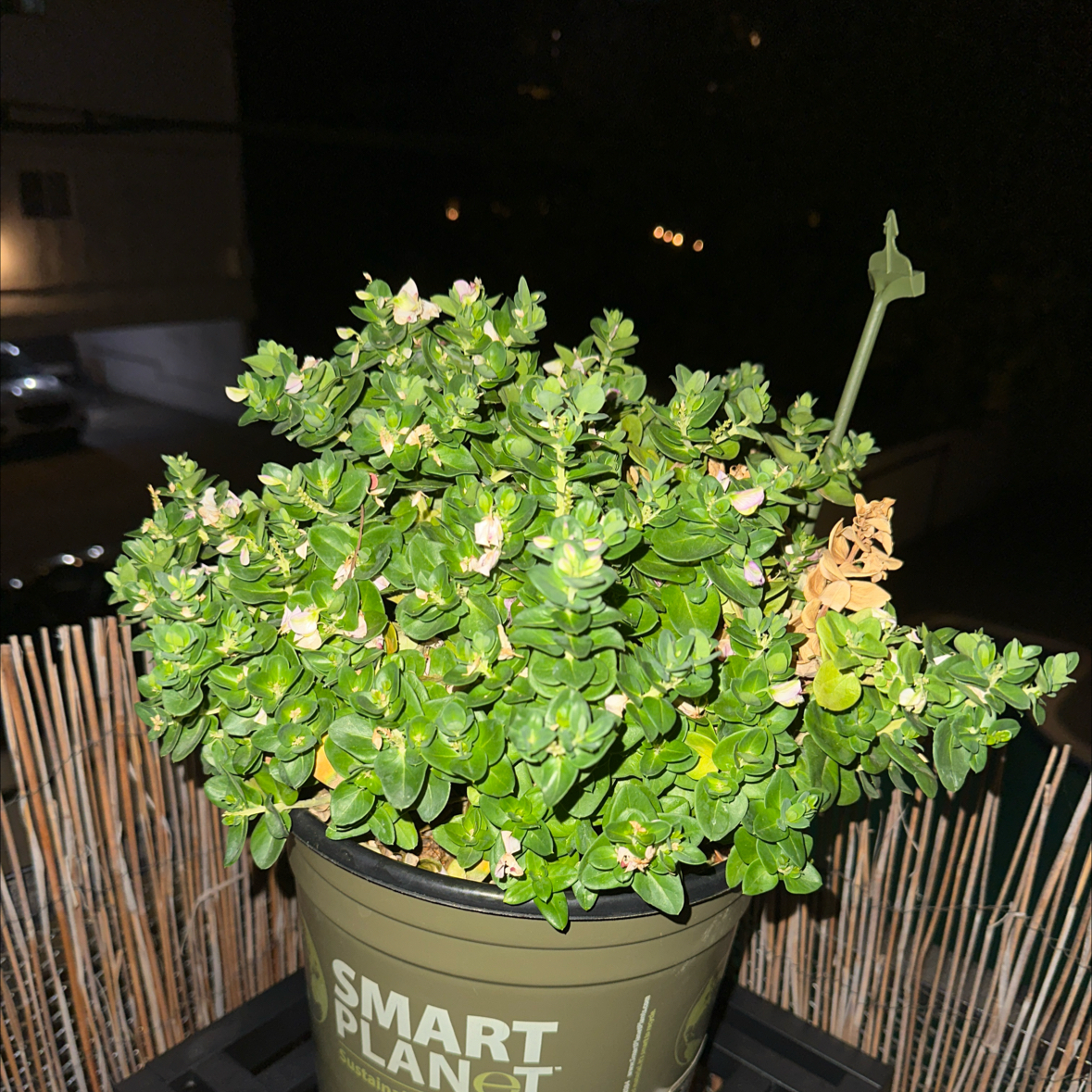 Photo of the plant species Sweet Pea Bush by @PurelyWorm40 named da Vinci on Greg, the plant care app