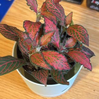'Ruby Red' Nerve Plant plant in Somewhere on Earth