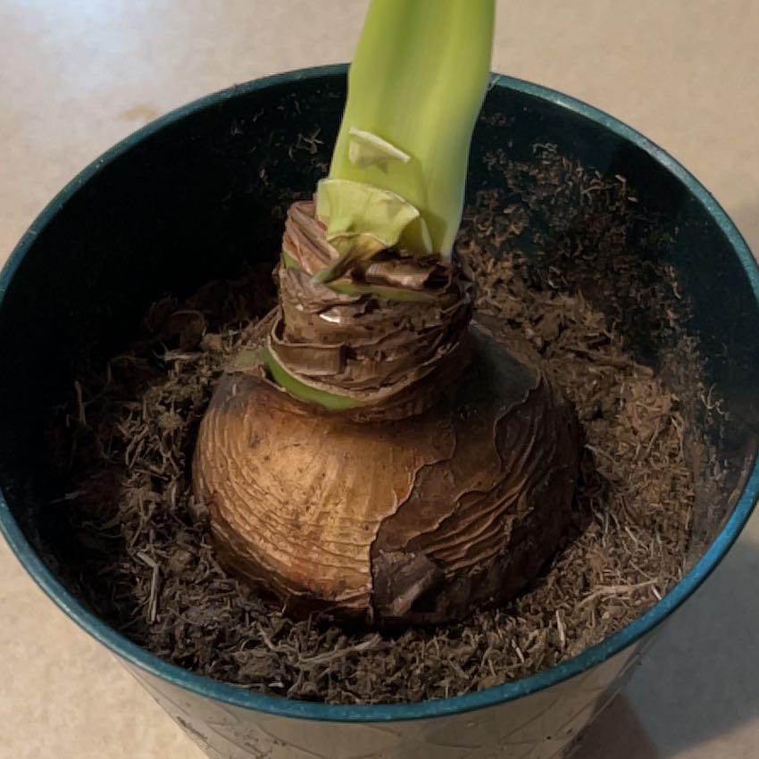 Potted Hippeastrum 'Red Lion' bulb with a green shoot emerging.
