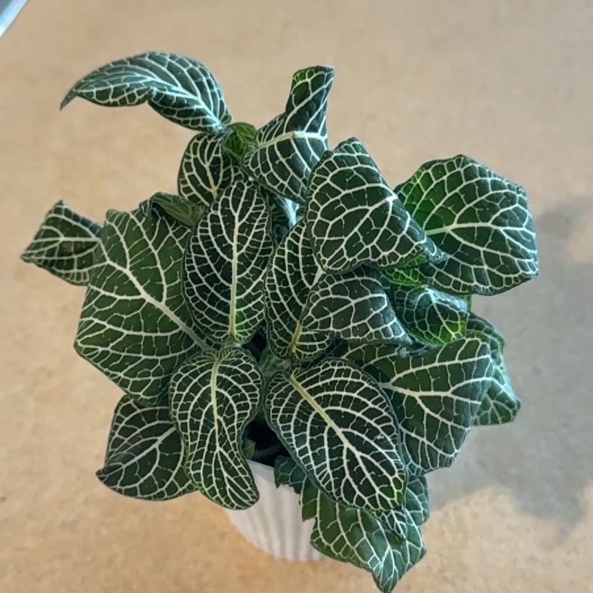 Photo of the plant species Superba Fittonia by Angie named Scarlett on Greg, the plant care app