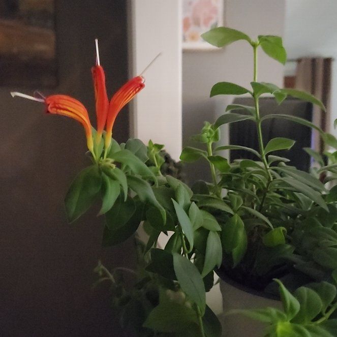 Photo of the plant species Flame Lily by @GladNapaea26 named Martha on Greg, the plant care app