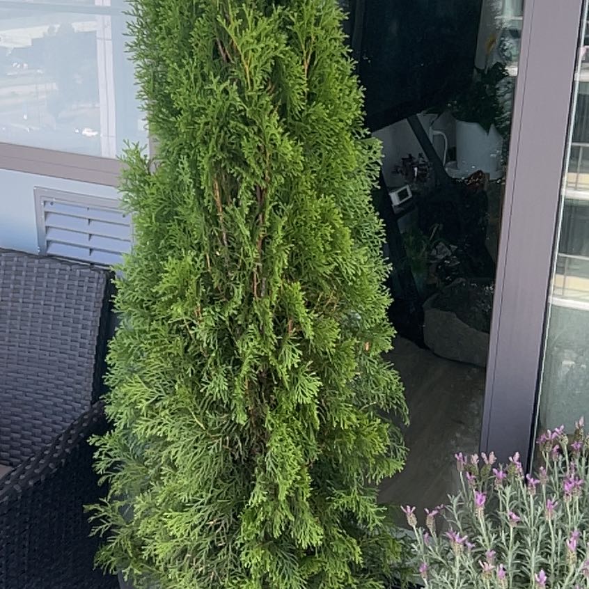 Photo of the plant species Arborvitae by @SavantBeech94 named Sigmund on Greg, the plant care app