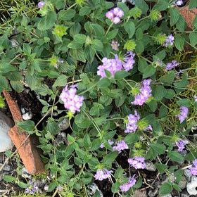 Photo of the plant species Purple Lantana by @HeartyGollum42 named James Dean on Greg, the plant care app