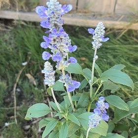 Photo of the plant species Mealycup Sage by @HeartyGollum42 named Mochi on Greg, the plant care app