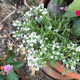 Photo of the plant species Sweet Alyssum by @HeartyGollum42 named Harmony on Greg, the plant care app