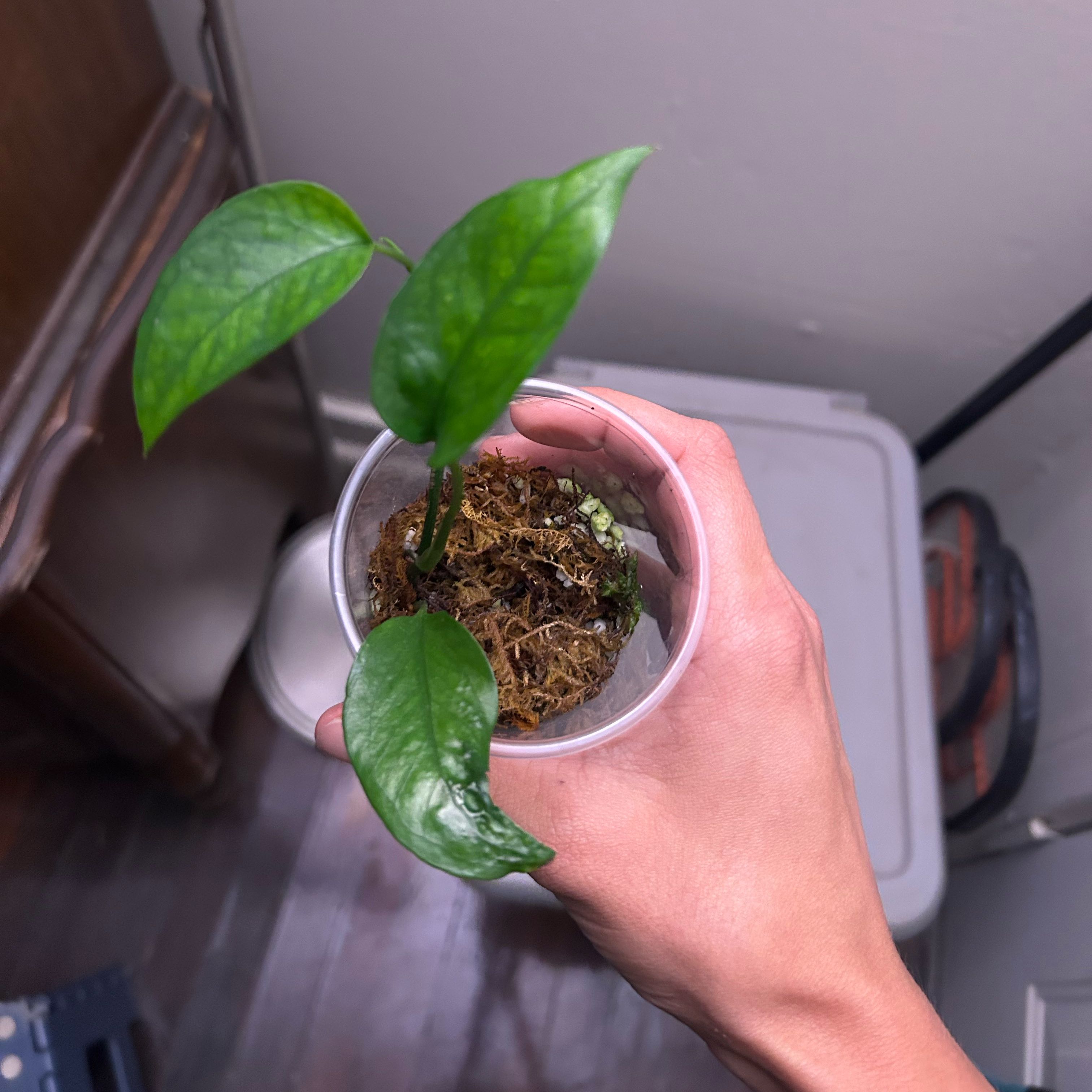 Photo of the plant species Skeleton Key Pothos by @HeirPeyote75 named Rosa on Greg, the plant care app
