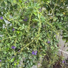 Photo of the plant species Golden Dewdrop by @MotherOkra36 named Orwell on Greg, the plant care app