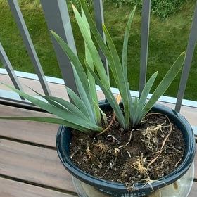 Photo of the plant species Blue Flag by @MajorGarlic9 named Tupot amaroot on Greg, the plant care app