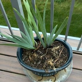 Photo of the plant species Blue Flag by @MajorGarlic9 named Nemo on Greg, the plant care app