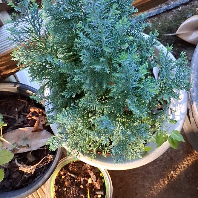 Photo of the plant species Ginger Pine by @WelsomeSuncup76 named Lebron on Greg, the plant care app