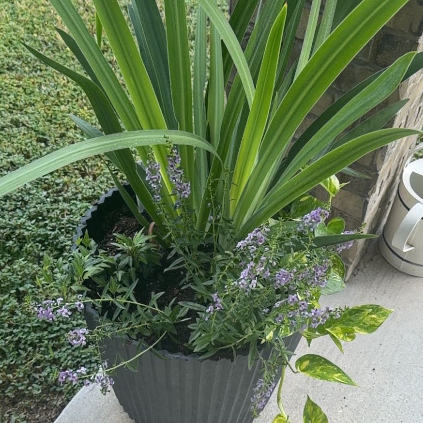 Photo of the plant species Sweet Alyssum by @SirRhodora30 named Drake on Greg, the plant care app
