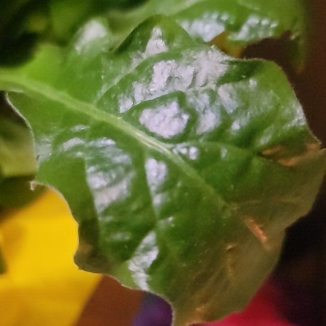 Photo of the plant species Blue Bugle by @OfficialGuasca2 named Athena on Greg, the plant care app