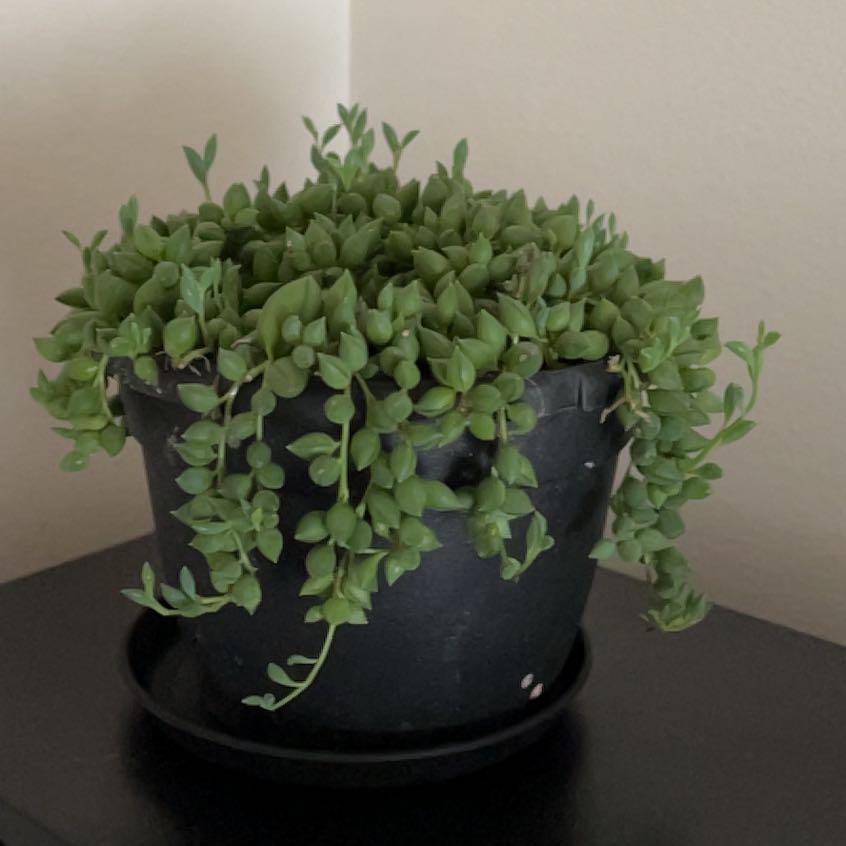 Photo of the plant species String of Raindrops by @PromptGalega68 named Remington on Greg, the plant care app