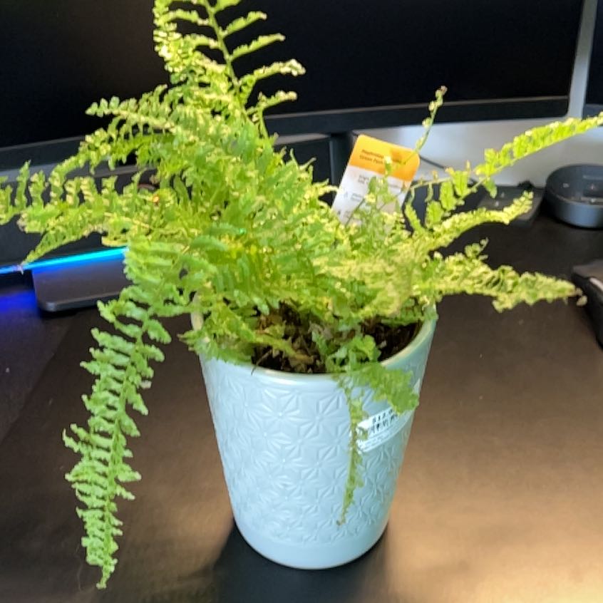 Photo of the plant species Green Fantasy Fern by @PromptGalega68 named Bruce Lee on Greg, the plant care app
