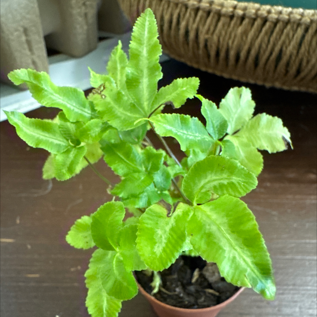 Photo of the plant species Brake Fern by @MaturePigfern44 named Brake Fern on Greg, the plant care app