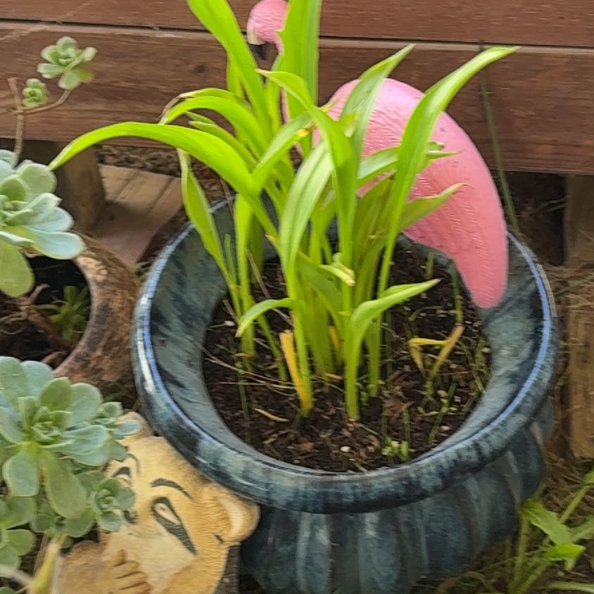 Photo of the plant species Beach Spiderlily by @AceApricot1 named Morgan Treeman on Greg, the plant care app