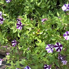 Photo of the plant species Petunia by @AceApricot1 named Captain Plant-it on Greg, the plant care app