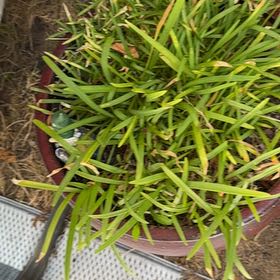Photo of the plant species Big Blue Lilyturf by @AceApricot1 named Michelle Branch on Greg, the plant care app