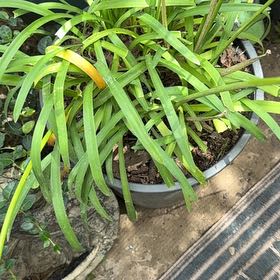 Photo of the plant species Blue Lily by @AceApricot1 named Mochi on Greg, the plant care app