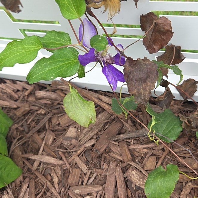 Photo of the plant species Purple Clematis by @HeirBroom53 named Rihanna on Greg, the plant care app