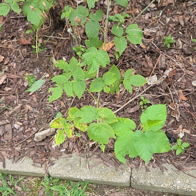 Photo of the plant species European Red Raspberry by @HeirBroom53 named Austen on Greg, the plant care app