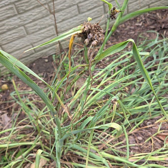 Photo of the plant species Ohio Spiderwort by @HeirBroom53 named Foxxy on Greg, the plant care app
