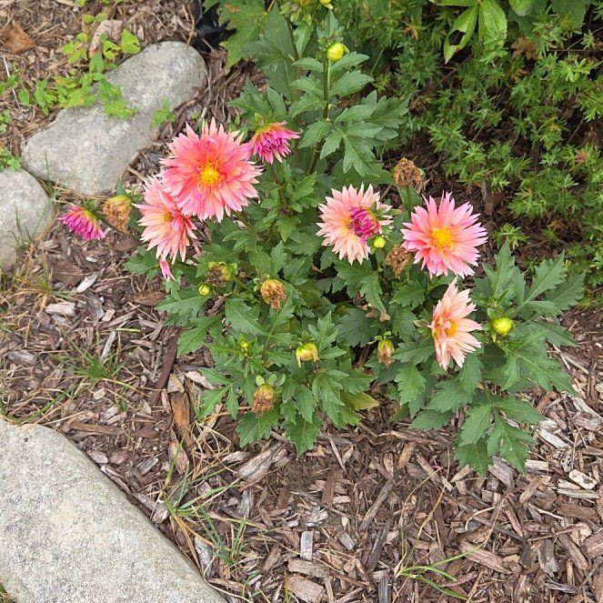 Photo of the plant species Garden Dahlia by @HeirBroom53 named Beckham on Greg, the plant care app