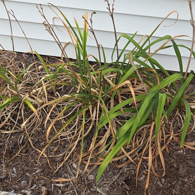 Photo of the plant species Orange Daylily by @HeirBroom53 named Dax on Greg, the plant care app