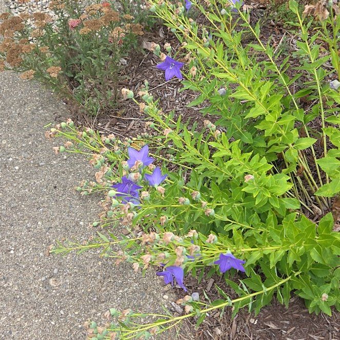 Photo of the plant species Balloon-Flower by @HeirBroom53 named Zion on Greg, the plant care app